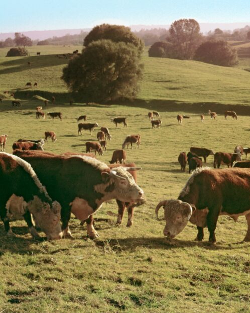 Regulatory Impact Statement for NSW LLS